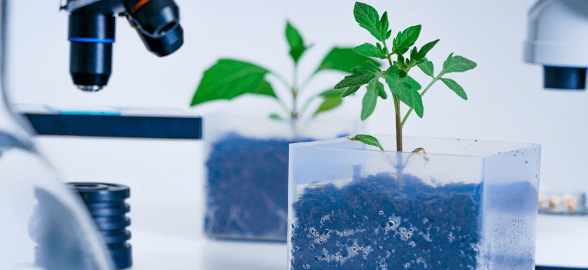 Plant Breeding career