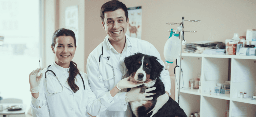veterinary medicine career