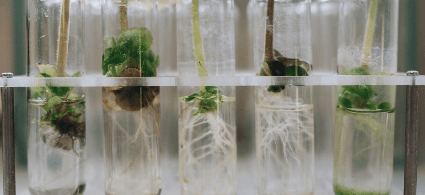 Agricultural Biotechnology career