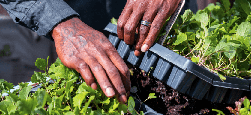 Horticulture career